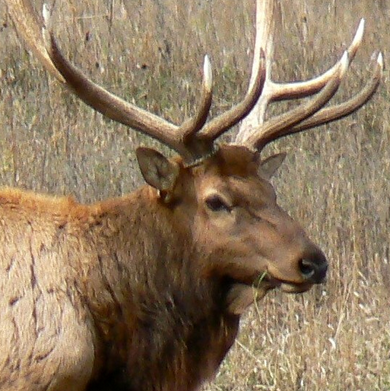 A photo of an elk.